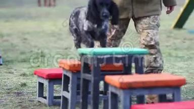 军犬训练犬。